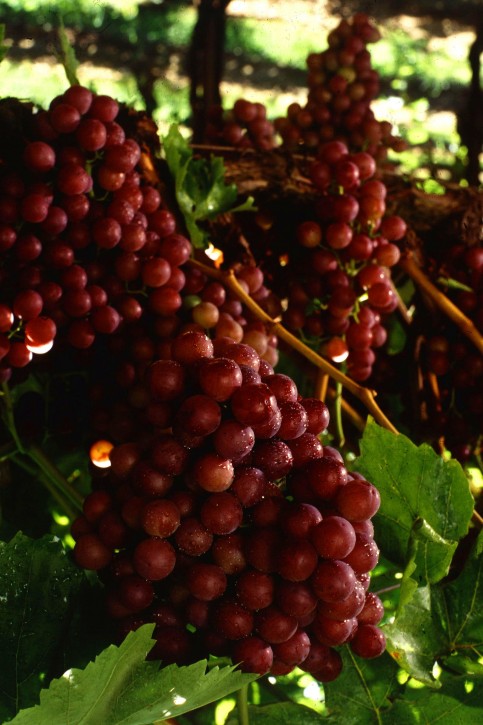 flame-seedless-grapes_w483_h725